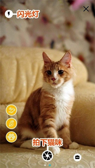 猫咪相机app